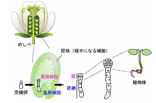 シロイヌナズナの花と胚発生の模式図