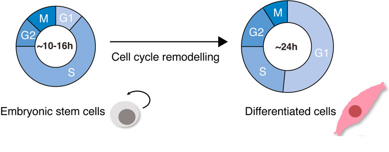 Monitorización de la dinámica del ciclo celular durante la diferenciación de células madre usando la tecnología deep TruAI™ sistema scanR | LS