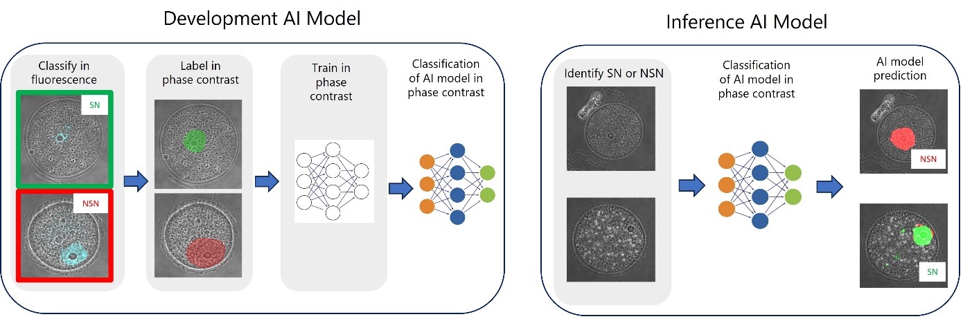 General steps to develop (left) and apply (right) an AI model to distinguish between SN and NSN oocytes in phase contrast images