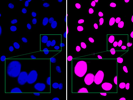 图2：与荧光图像（左）相比，奥林巴斯的TruAI可清晰区分紧密贴近的细胞核（右），表明其能够进行高精度的识别。