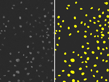 图5：使用TruAI在弱激发光所致极差信噪比荧光图像（左）中进行细胞核识别（右）的结果。您可以看到其准确性与图3相仿，并且远高于图4。
