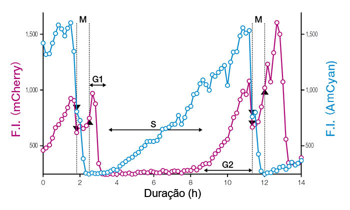 Figura 3: Perfis temporais de intensidades de fluorescência (IF) de núcleos de células únicas expressando Fucci (CA) 2.1