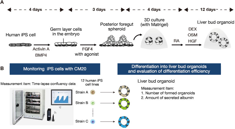 Figura 1. Monitoramento de células iPS humanas durante a cultura de manutenção e avaliação da eficiência de diferenciação de organoides do fígado.