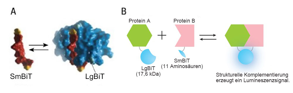 Abbildung 1: Überblick über das NanoBiT System zur Überwachung der Protein-Protein-Interaktion. Bildquelle: Promega.