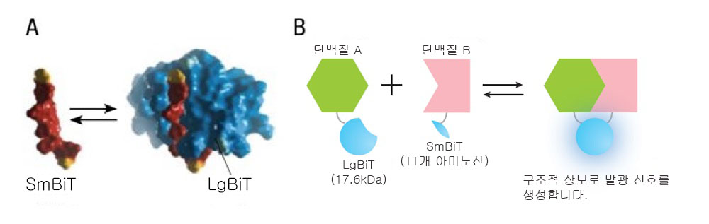 그림 1.NanoBiT® 단백질-단백질 상호작용 시스템의 개요.이미지 제공: Promega