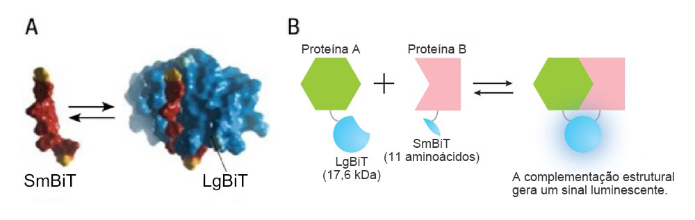 Figura 1. Visão geral do sistema de interação proteína-proteína do NanoBiT®. Imagem cortesia da Promega.