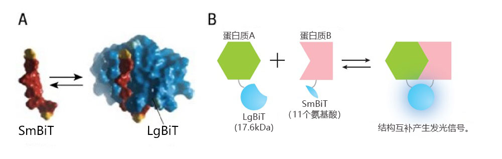 图 1.NanoBiT蛋白质相互作用系统概览。图像承蒙Promega提供。