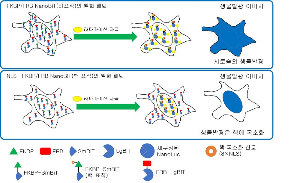 그림 2.FKBP/FRB NanoBiT 및 NLS-FKBP/FRB NanoBiT의 세포 내 국소화.