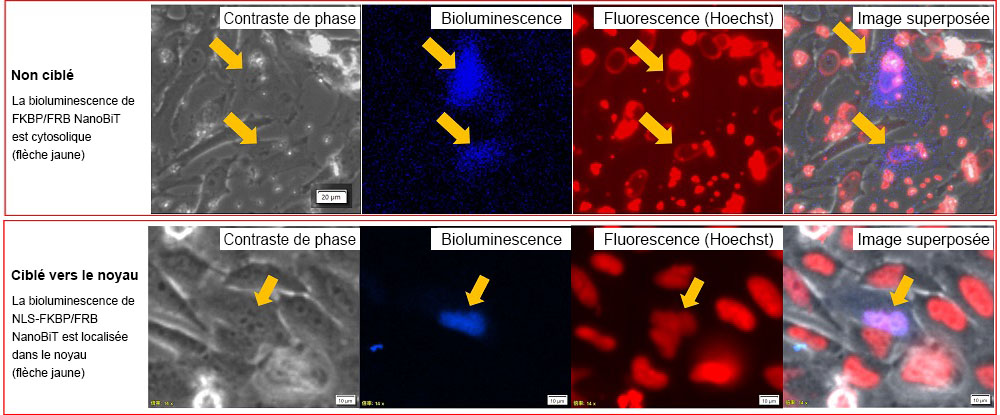 Figure 3. Localisation intracellulaire des paires FKBP/FRB NanoBiT et NLS-FKBP/FRB NanoBiT.