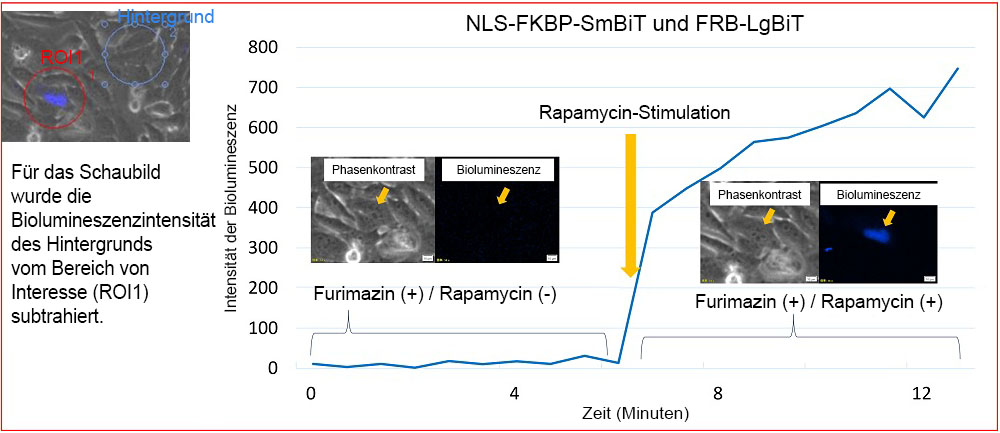 Abbildung 4: Änderung der Biolumineszenzintensität von NLS-FKBP/FRB durch Rapamycin-Stimulation