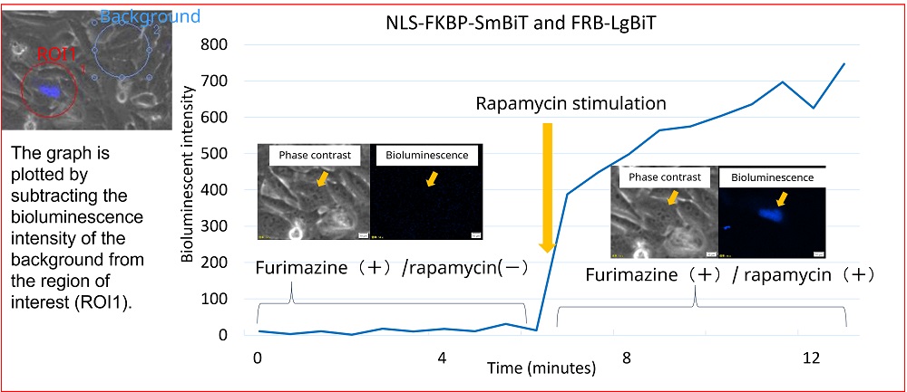 Figure 4. Change in bioluminescence intensity of NLS-FKBP/FRB by rapamycin stimulation