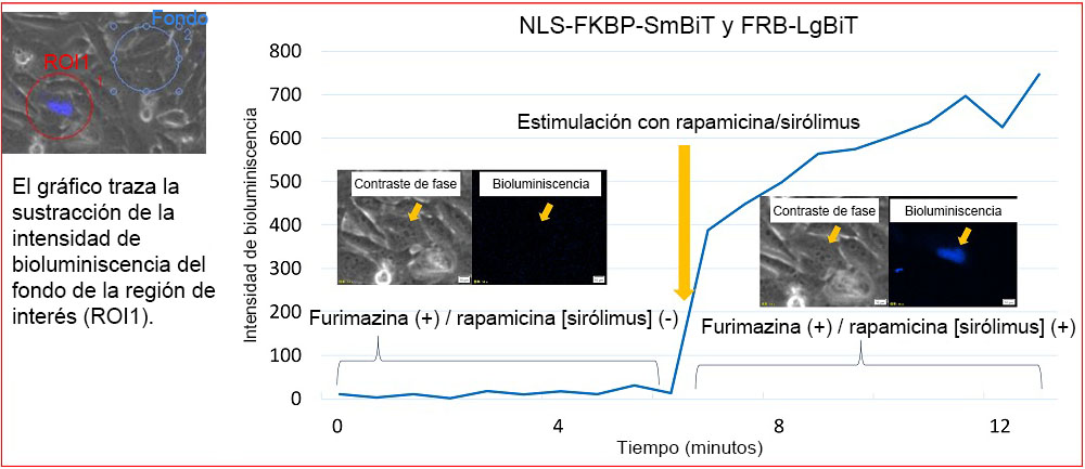 Figura 4. Cambios de intensidad de la bioluminiscencia de los vectores NLS-FKBP/FRB por estimulación con rapamicina/sirólimus