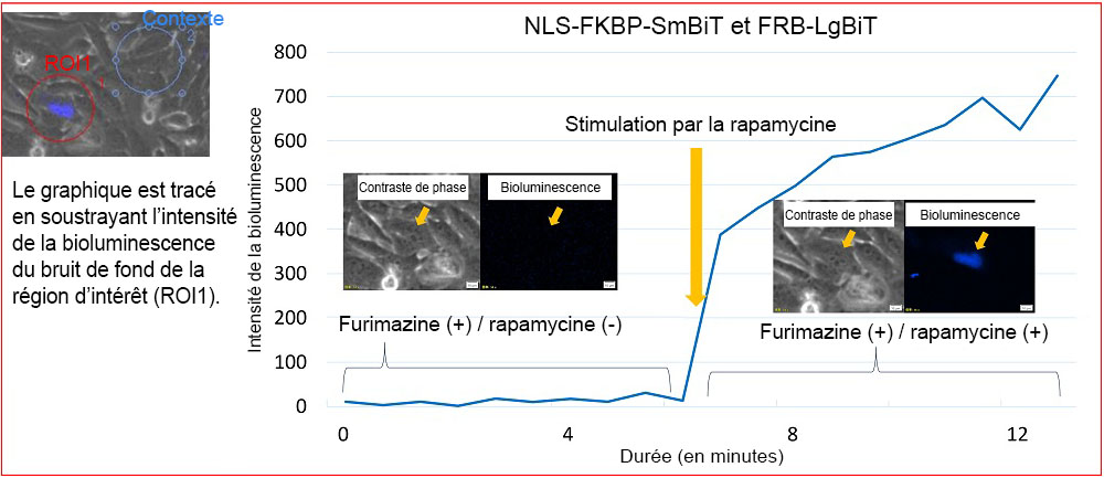 Figure 4. Changement de l’intensité de la bioluminescence de la paire NLS-FKBP/FRB après stimulation par la rapamycine