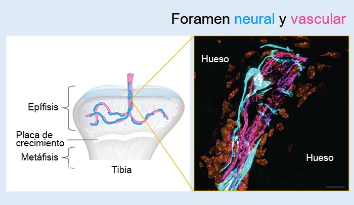 Figura 2: Foramen vascular y neuronal