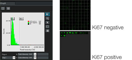 Ki67 positive/negative cells were sorted by Ki67 intensity. NoviSight software can display sorted cells in a “Gallery view.”