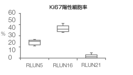Ki67陽性細胞率