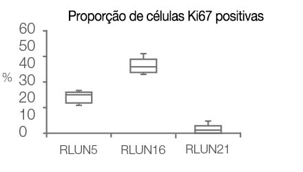 Proporção de células Ki67 positivas