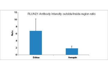 RLUN21 Antibody intensity outside/inside region ratio