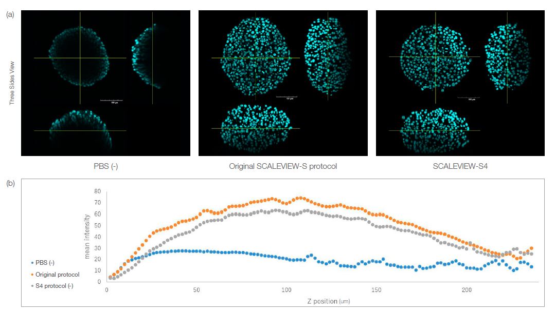 Fig. 1. HT-29 spheroids cleared using the SCALEVIEW-S and SCALEVIEW-S4 protocols. Both protocols can clear the spheroid.