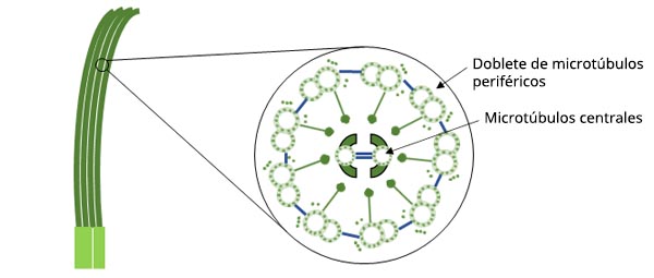 Figura 1. Diagrama esquemático de la estructura de los cilios.