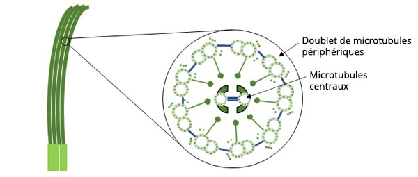 Figure 1 : Schéma de la structure des cils cellulaires
