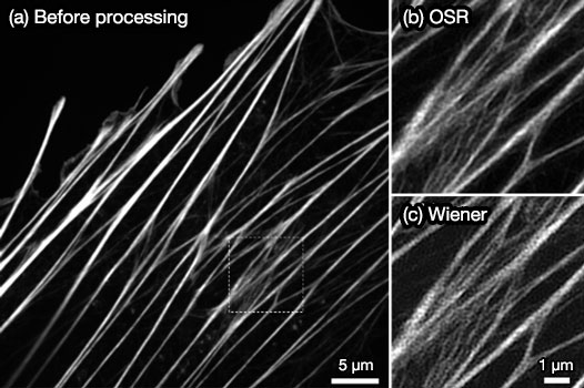Figure 5. Fluorescence images of stained actin filaments in a fixed cell. The actin filaments are stained by Alexa488. (a) Confocal fluorescence image acquired by the IXplore SpinSR system; (b) magnified image of the highlighted portion (a) with the OSR filter; (c) image of the highlighted portion (a) with a Wiener filter.