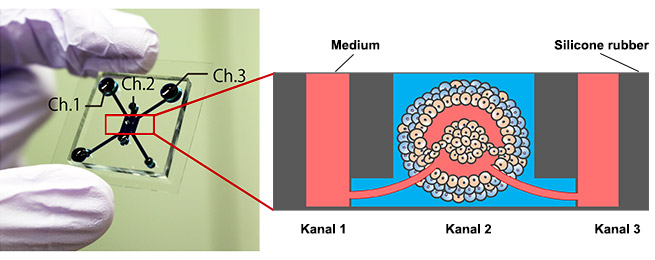 Abbildung 1: Mikrofluidik-Biochip mit Tumormodell.
