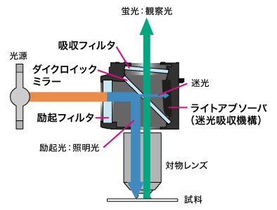 図2 正立型落射蛍光顕微鏡の光学配置