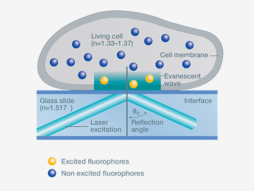 HILO Microscopy for Light-sensitive Applications