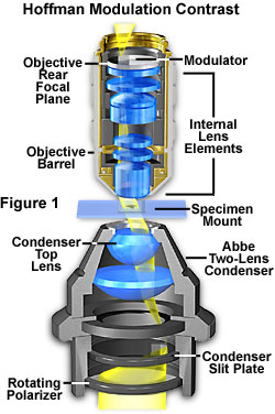 ホフマン変調コントラストの顕微鏡構成