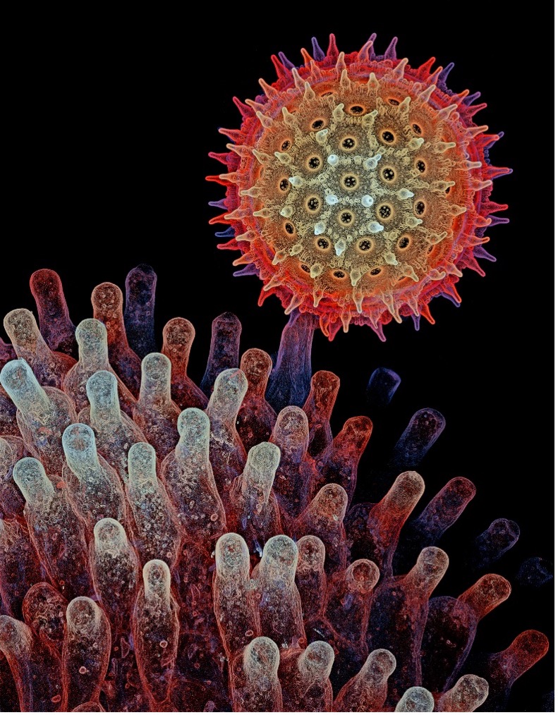 Morning glory pollen grain under the microscope