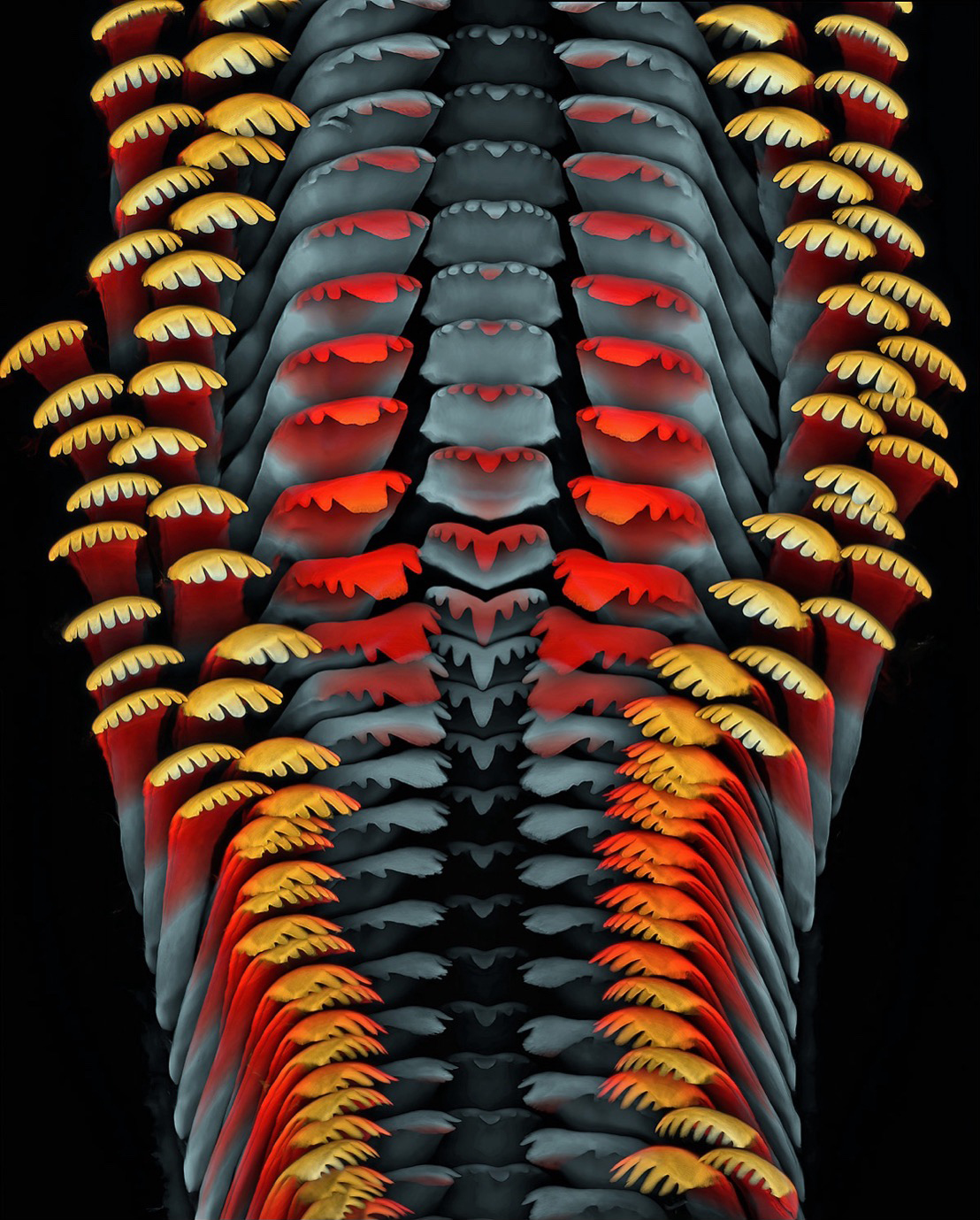 Snail tongue (depth color-coded projection of confocal stacks). Image captured by Igor Siwanowicz. 