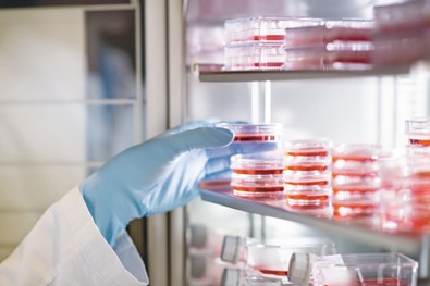 Good Cell Culture Practice—How to Improve the Reproducibility of Your Experiments