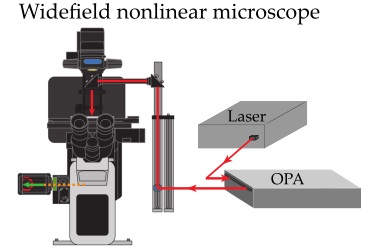 In-Vivo Tracking of Harmonic Nanoparticles by Means of a TIGER Widefield Microscope