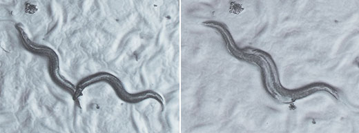 Comparison of observational images of nematodes  Left: high-contrast observation; right: standard-contrast observation