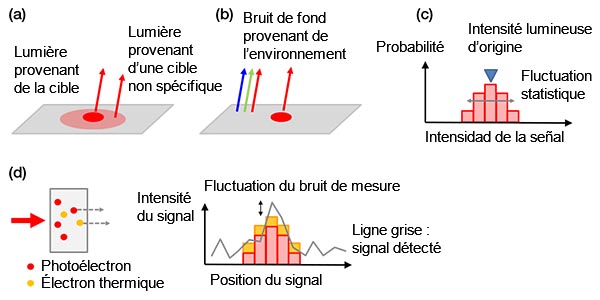 Figure 4 – Exemples de bruits de fond : (a) bruit de fond biologique provenant d’une coloration non spécifique ou de l’autofluorescence, (b) lumière ambiante de la pièce se réfléchissant sur une lame, (c) bruit de grenaille, (d) bruits d’une caméra qui contient des électrons thermiques générés dans un capteur (à gauche) et bruit de mesure (à droite). Les électrons thermiques peuvent être réduits par le refroidissement du capteur. 