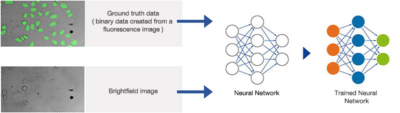 Figure 8 Schematic showing the training process of the neural network.