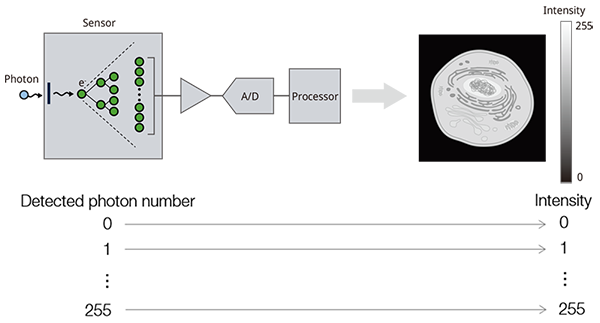 Figure 2. The fluorescence detection process starts when photons are incident on the photo-sensor’s surface. The detected photons are then converted to electrons and amplified  and output as an electric current. The current is analog-digital converted after passing through the amplification circuit. Then, the digitalized signal is converted to an intensity value for each pixel by arithmetic processing and is visualized as each pixel in the image by the software.