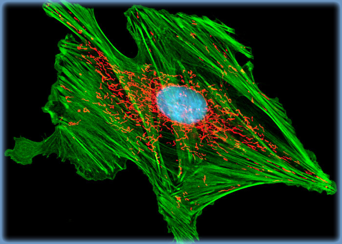 Imaging the Mitochondrial and F-Actin Networks in Monolayer Thoracic Aorta Cell Cultures