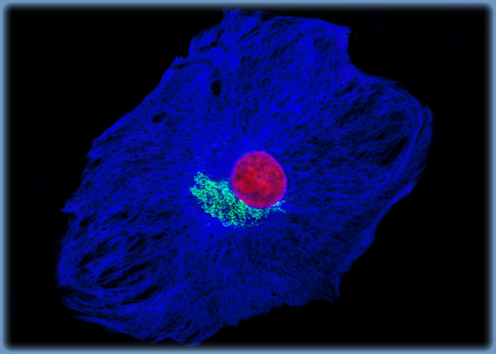 Visualizing Intermediate Filaments and the Golgi Complex in BPAE Cells with Immunofluorescence