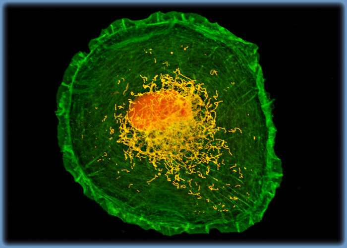 Distribution of Filamentous Actin, Mitochondria, and DNA in GeLu Fibroblasts