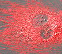 Rat Thoracic Aorta Cells with mCherry Actin