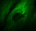 Rat Thoracic Aorta Cells with Dronpa ER