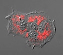Baby Hamster Kidney Cells with DsRed Mitochondria