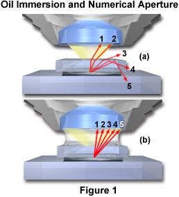 light microscope oil immersion magnification