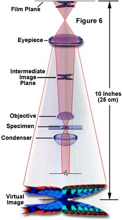 What is store the eyepiece magnification