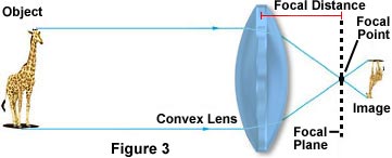 The Magnifying lens  Introduction to classification