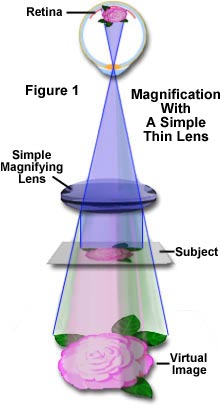 Vedrørende blik Tak Anatomy of the Microscope - The Concept of Magnification | Olympus LS