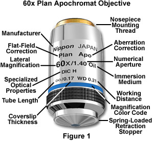 Anatomy of the Microscope - Objectives: Specifications and