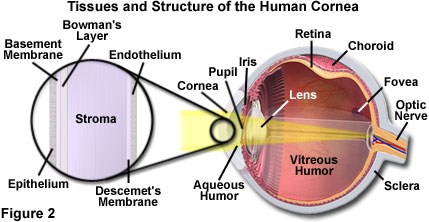 The Physics of Light and Color - Human Vision and Color Perception | オリンパス  ライフサイエンス